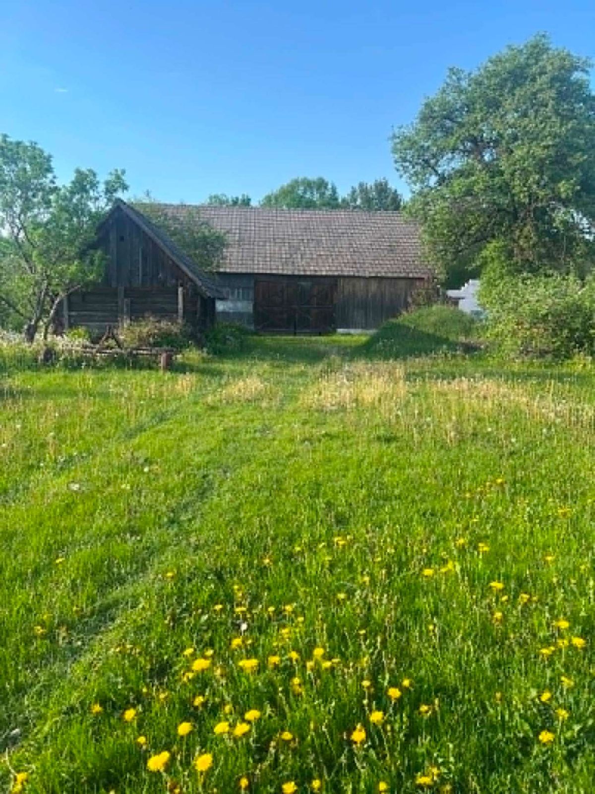 Koszenie zarośniętej posesji — przed usługą, TAP CLEAN Białystok